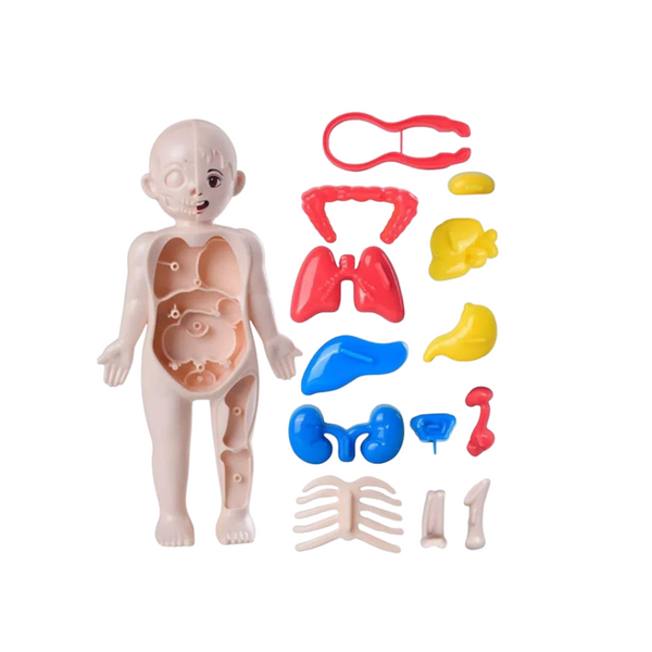 Kids Human Body Model Toy Set Detachable Human Organs Model